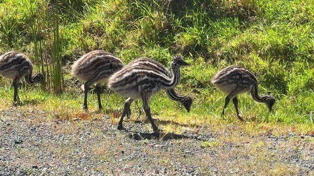 Australian Baby Emu Chicks in the Grass