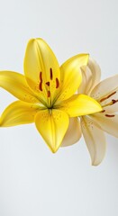 Obraz premium Two lilies, close-up