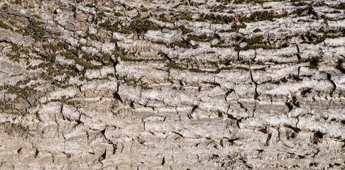 Texture, tree bark, Walnut, backgrounds