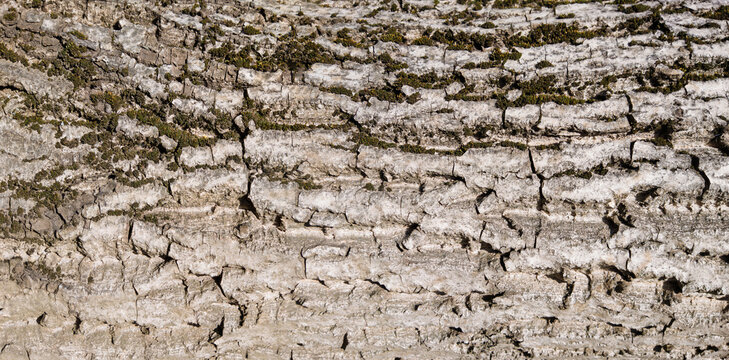 Texture, tree bark, Walnut, backgrounds