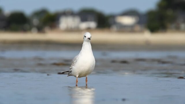 Mouette rieuse (Chroicocephalus ridibundus) debout sur la plage de Carnac &agrave; mar&eacute;e basse, Bretagne, France