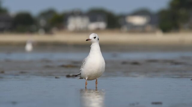 Mouette rieuse (Chroicocephalus ridibundus) debout sur la plage de Carnac &agrave; mar&eacute;e basse, Bretagne, France