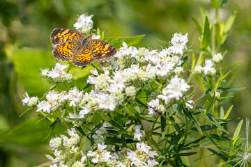 pearl crescent butterfly feeding on mountain mint