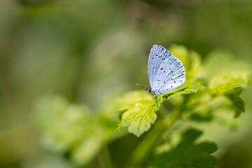 summer azure butterfly portrait