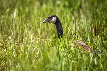 young gosling nestled in marsh grass