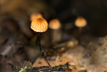 orange pinwheel mushrooms on the forest floor