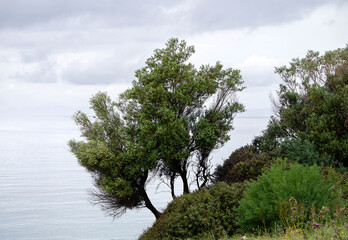 Coastal Trees by the Sea on a Cloudy Day