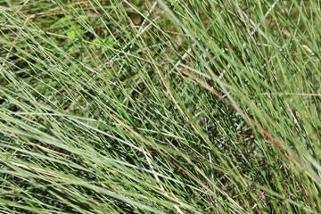 green grass background