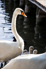 Elegant white swan gracefully gliding near its cygnets on a serene water surface, showcasing natural beauty and family dynamics in a tranquil environment
