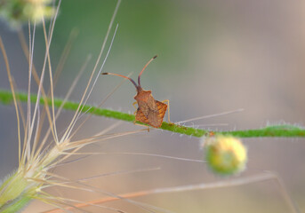 Rhombic Leatherbug. A small bug that diamond-shaped abdomen.