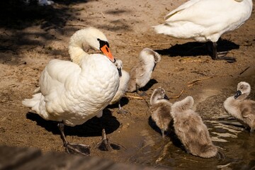 Adult swan stands gracefully near a group of fluffy cygnets by the water's edge, showcasing a serene natural habitat and the beauty of wildlife interaction