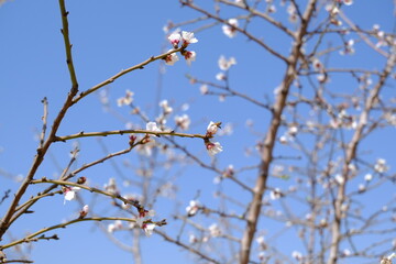 Aloud blossoms in Spring