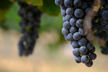 Ripe wine grapes in close-up view, growing in a desert vineyard with solar panels visible in the background. Grapes are cultivated for wine production.