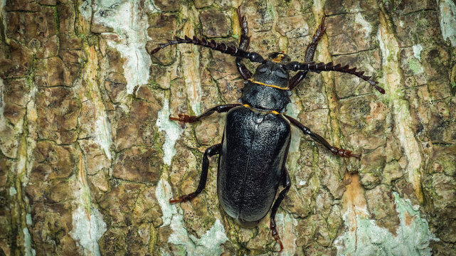 S&auml;gebock, Prionus coriarius