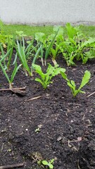 Close up view of a small home vegetable garden with young spring onions and arugula plants growing in dark, fertile soil. Concept of organic farming, healthy eating, and sustainable lifestyle. 4k. 