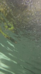 Transition of abstract underwater view scenes, looking up towards the surface with sunlight filtering through water, rocks, and ripples. Natural aquatic background with a mysterious feel.
