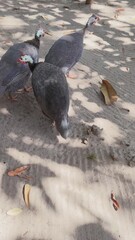 Group of three helmeted guineafowl with distinctive speckled feathers foraging on sandy soil. These wild birds walk together under the sun, searching for food in their natural environment.