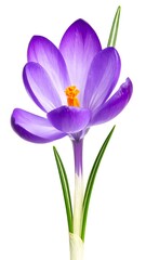 Vivid purple crocus blossom