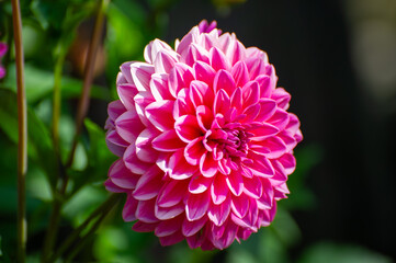 A luscious pink dahlia unfurls in perfect symmetry, its white-tipped petals forming a dreamy floral spiral