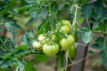 A cluster of green unripe tomatoes nestles against a wooden stake, basking in soft sunlight amid leafy vines.