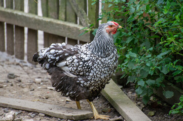  A striking speckled chicken with red accents stands confidently on a garden slab, surrounded by green plants and a wooden fence.
