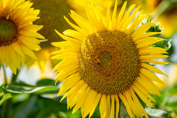 A radiant sunflower welcomes a bee at its golden heart, surrounded by sunlit petals and leafy companions in soft focus.