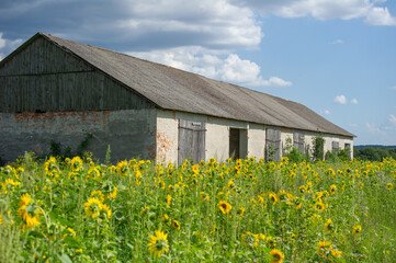 An old barn stands quietly amid a radiant sunflower field, where rustic charm meets vibrant bloom beneath a dappled sky. © Andrey