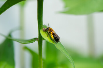 A yellow-and-black bee rests serenely on a textured green leaf, its delicate wings aglow in natural light.
