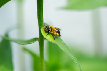 A yellow-and-black bee rests serenely on a textured green leaf, its delicate wings aglow in natural light.
