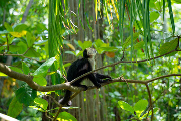  White-faced capuchin monkey (Cebus capucinus) searching for food in Corcovado National Park, Costa Rica