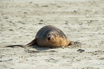 Fototapeta premium galapagos sea lion