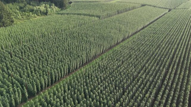 Hops garden before harvesting phase in Bavaria with a true drone fly over
