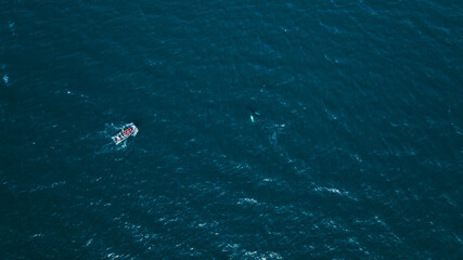 Aerial View of Whale Watching Boat and Whale in Icelandic Waters