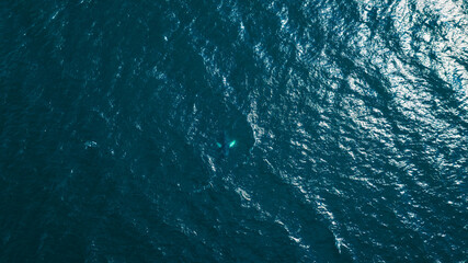 Aerial View of Whale Beneath Sunlit Ocean Surface in Icelandic Waters