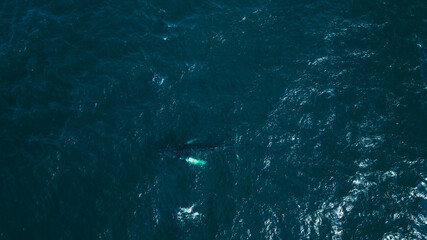 Aerial View of a Whale Beneath the Ocean Surface in Icelandic Waters