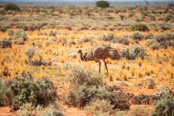 emu in the savannah