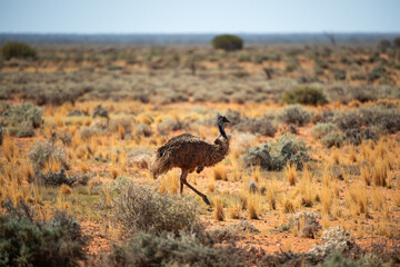 emu 