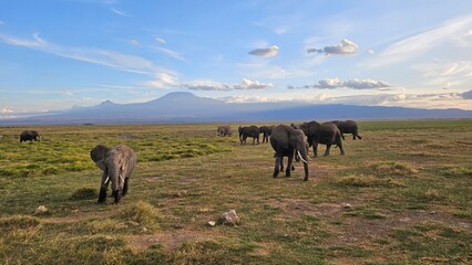 Kilimandjaro, kenya elephant