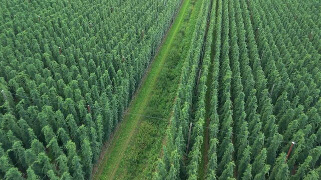 Hops garden before harvesting phase in Bavaria with a true drone fly over