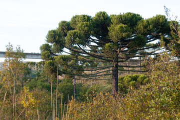 Fototapeta premium Coxilha Rica, Lages, Santa Catarina, Brasil. A famosa rota dos tropeiros