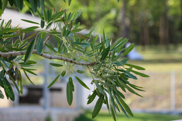 Young Female Equestrian Riding Chestnut Horse in Dressage Arena