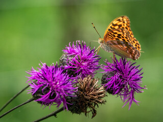 butterfly on flower