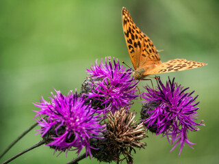 butterfly on flower