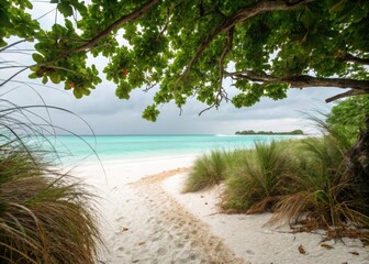 Path through coastal grasses to a tropical beach