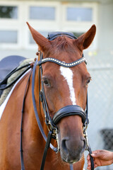 Obraz premium Young Female Equestrian Riding Chestnut Horse in Dressage Arena