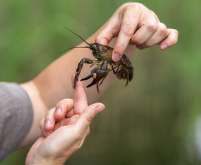 A close-up photograph of a man's hands holding a live crayfish. The man is holding the crayfish so as not to be bitten by its claws. The image shows details of the crayfish's shell and antennae.
