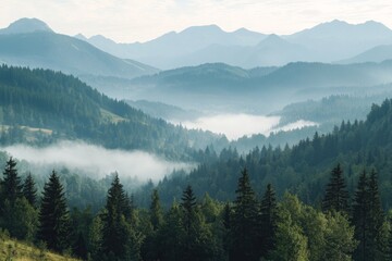 Naklejka premium At sunrise, the foggy Romanian mountains are blanketed by a coniferous forest