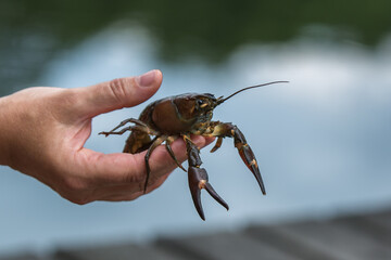 A close-up photograph of a man's hands holding a live crayfish. The man is holding the crayfish so as not to be bitten by its claws. The image shows details of the crayfish's shell and antennae.
