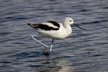 American Avocet Wading In Water