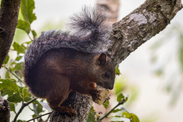 Costa Rican Red Tailed Squirrel